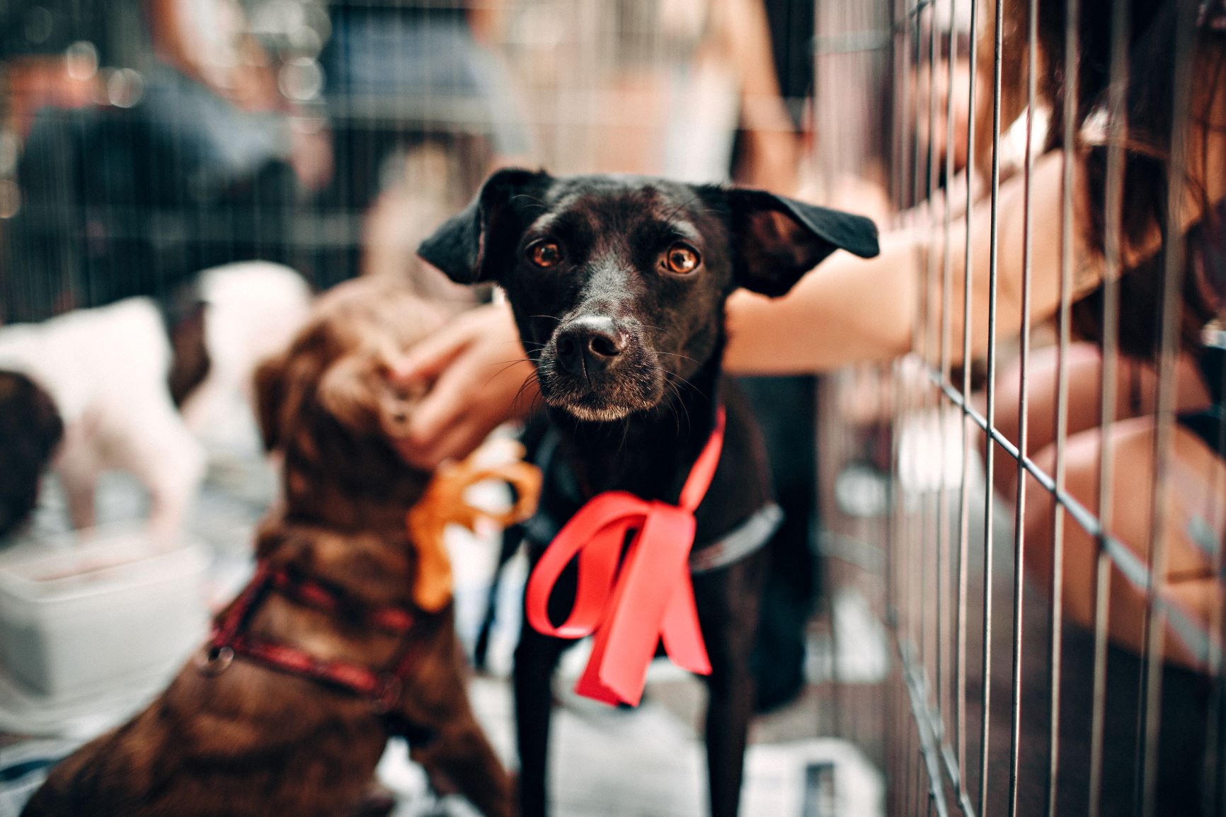 Rescue dogs shop for seniors