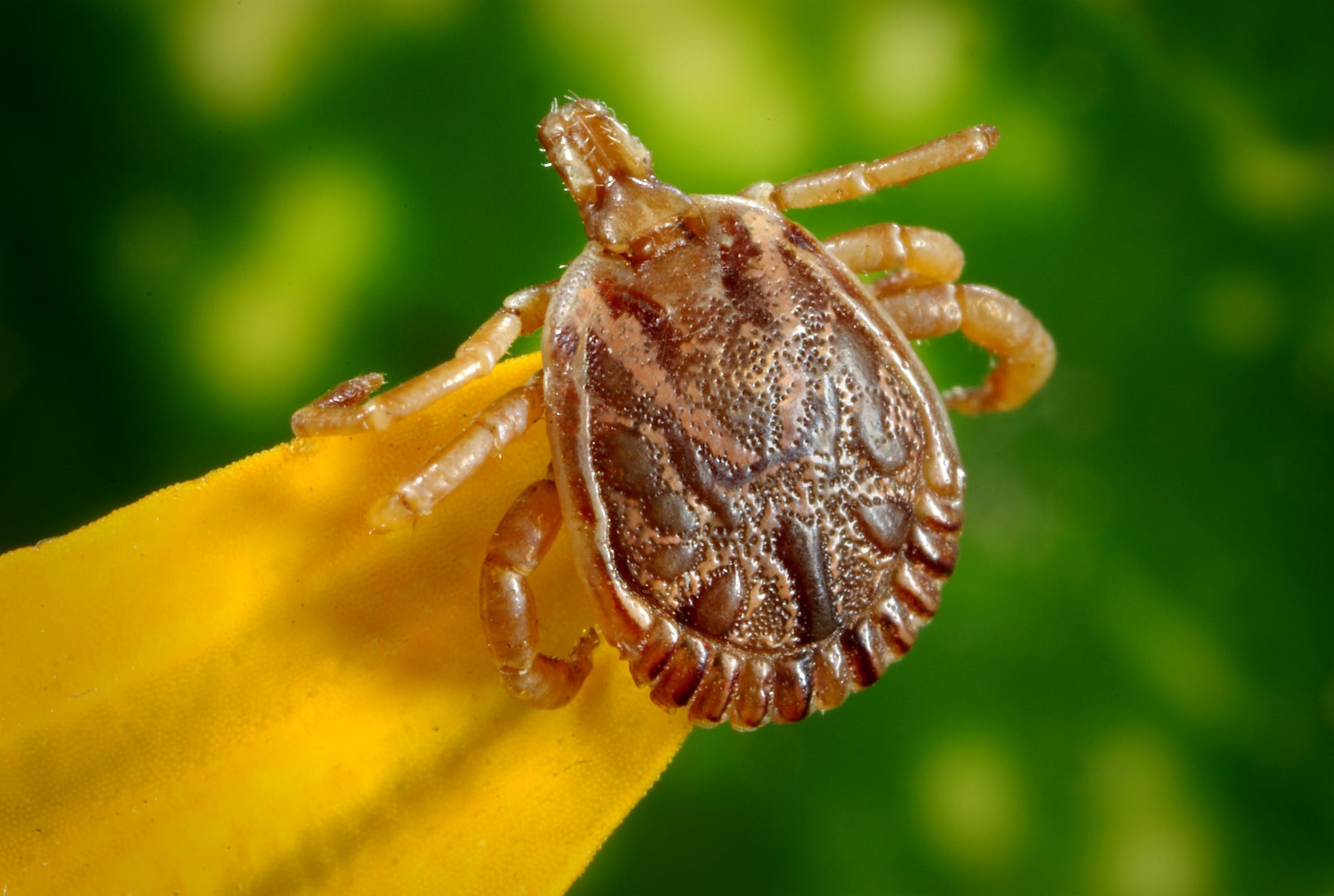 How to Remove Ticks From Your Dog or Cat - Exe Valley Pet Foods