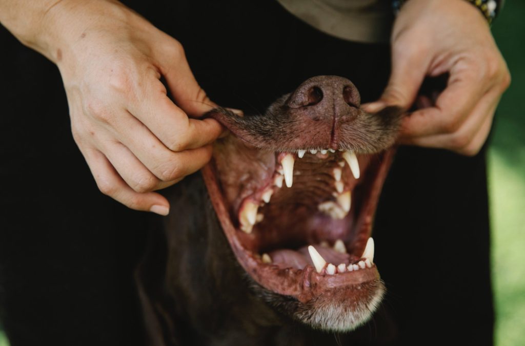 Dogs Dental Hygiene