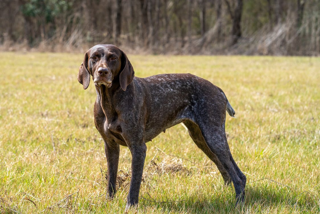 How To Help Your Dog Gain Weight Exe Valley Pet Foods how-to-help-your-dog-gain-weight-exe-valley-pet-foods